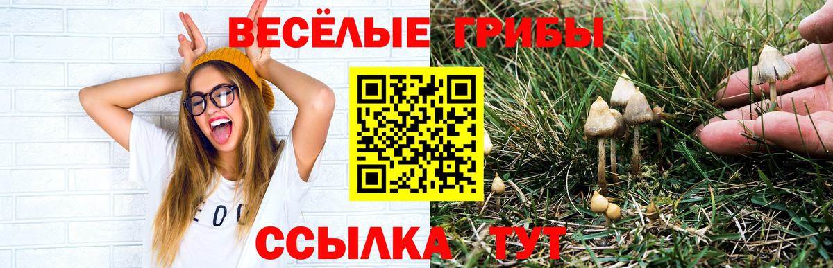 Алейск  Псилоцибиновые грибы мицелий  Вход с VPN 